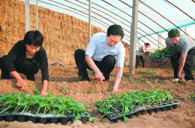 安徽書記張寶順下鄉蹲點 與農民同插黃瓜秧