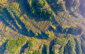 苗鄉(xiāng)晨景