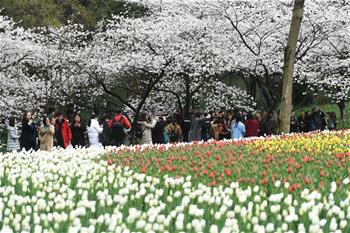 西子湖畔 鮮花爛漫