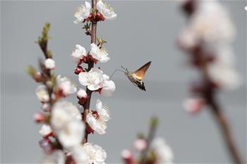 蜂鳥鷹蛾戲花忙