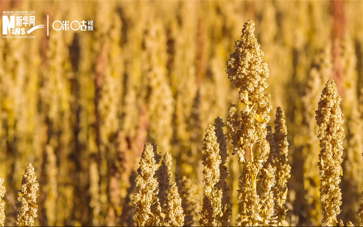 藜麥有極強的環境適應能力和低成本、高回報的種植模式