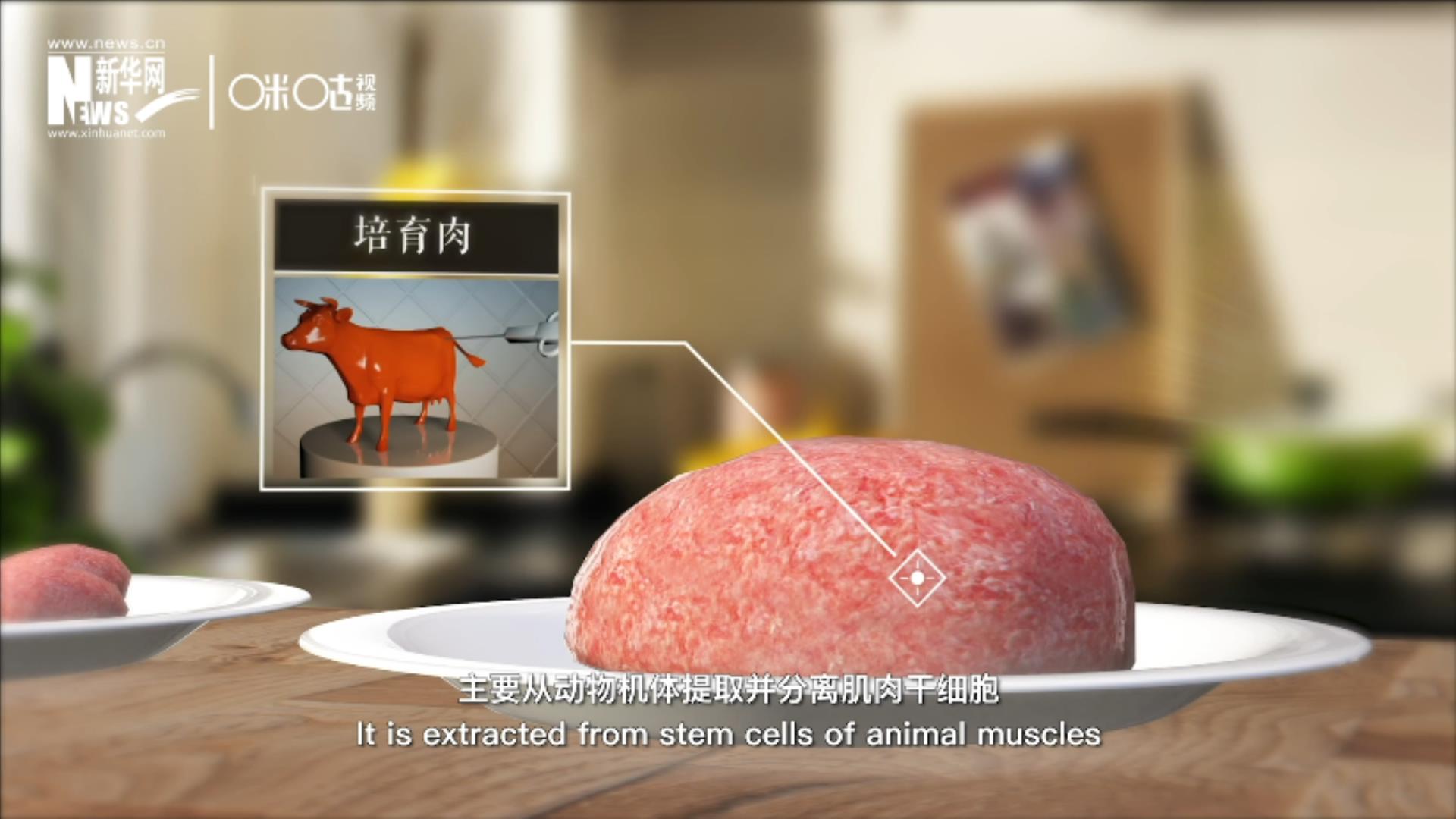 培育肉主要是從動物機體提取并分離肌肉干細胞，在實驗室里培養而成