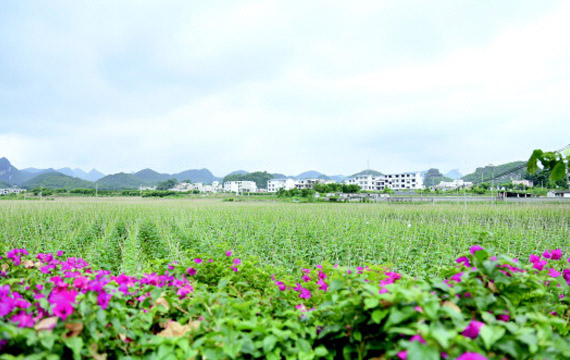 安順市：項目落實快 發展熱潮涌