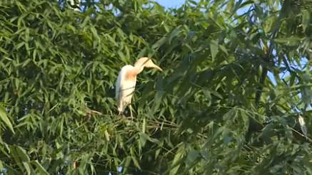 重慶忠縣：數千只鷺鳥安家 生態美景如畫