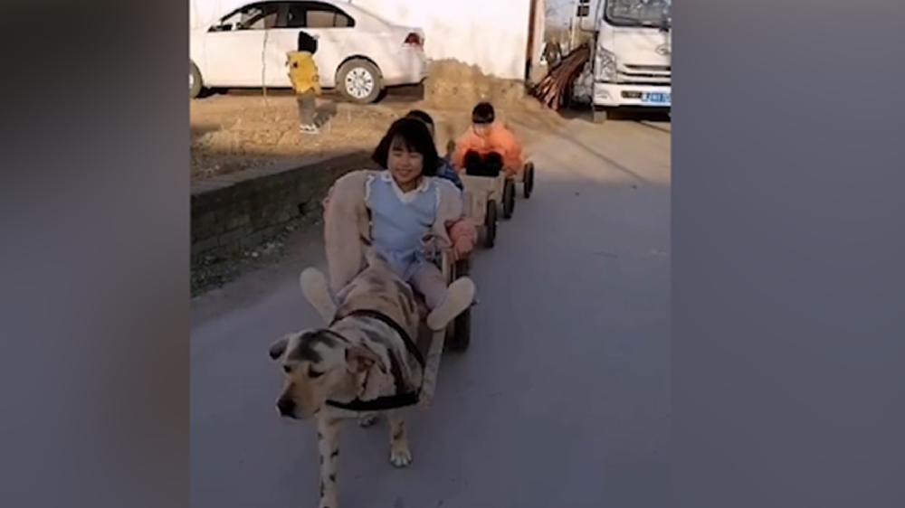 男子給孩子做縮小版小火車，家里的狗狗做動力拉著孩子上學