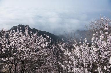 云海伴山花