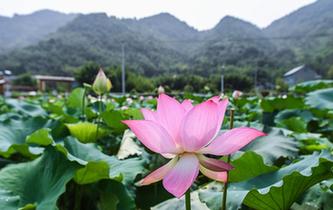 杭州臨安：土地流轉打造生態荷花園